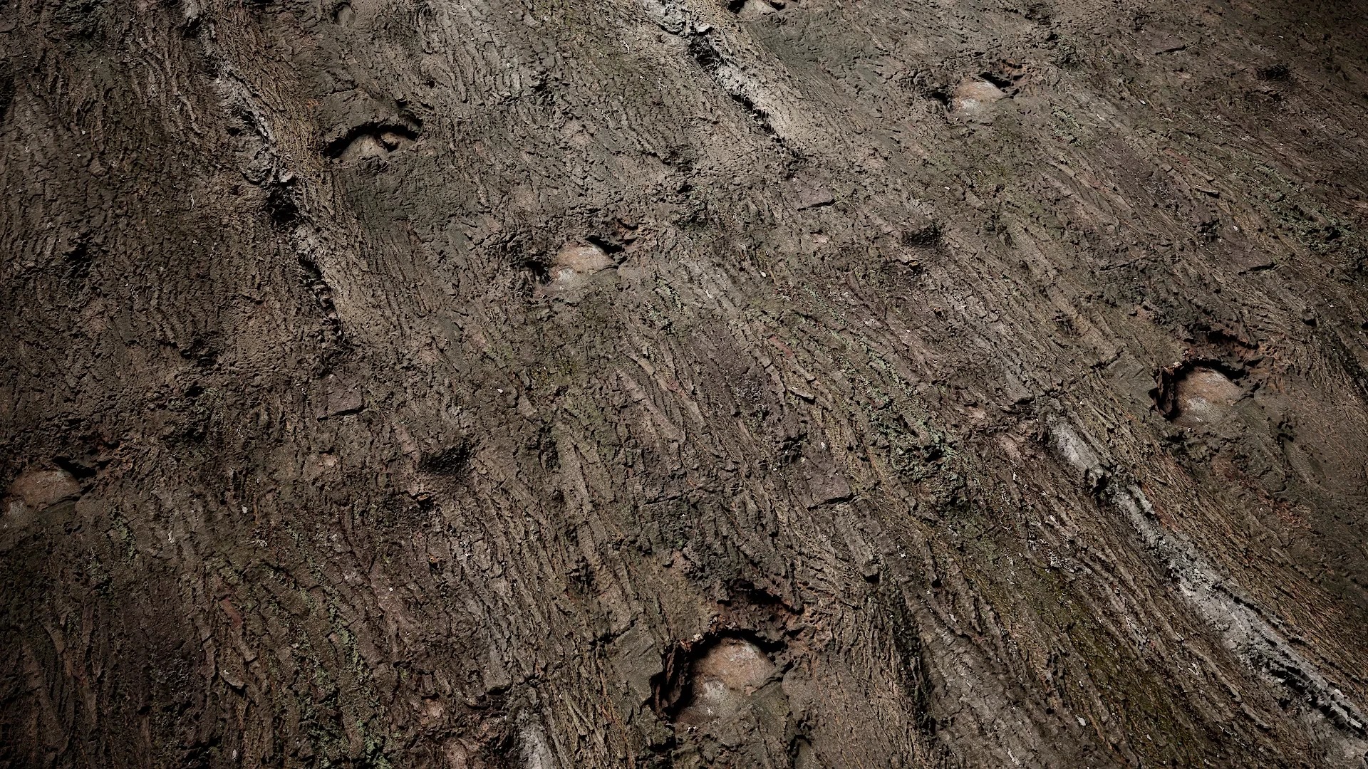 Cinnamomum burmannii Low-poly 3D model_38