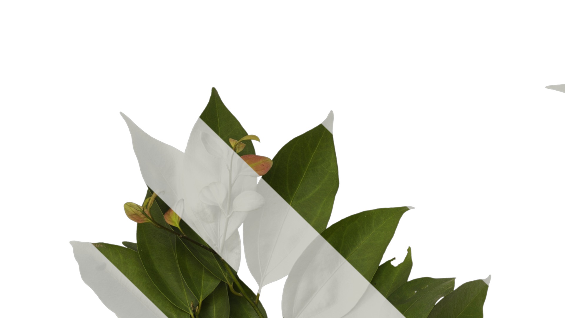 Cinnamomum burmannii Low-poly 3D model_23