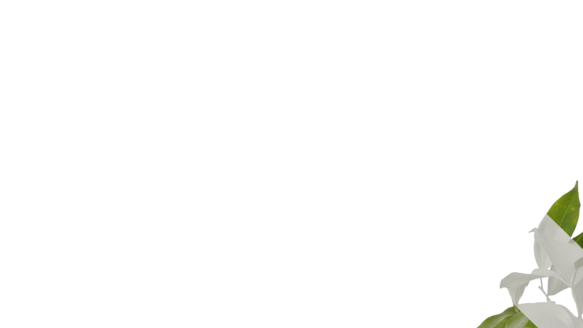 Cinnamomum burmannii Low-poly 3D model_13