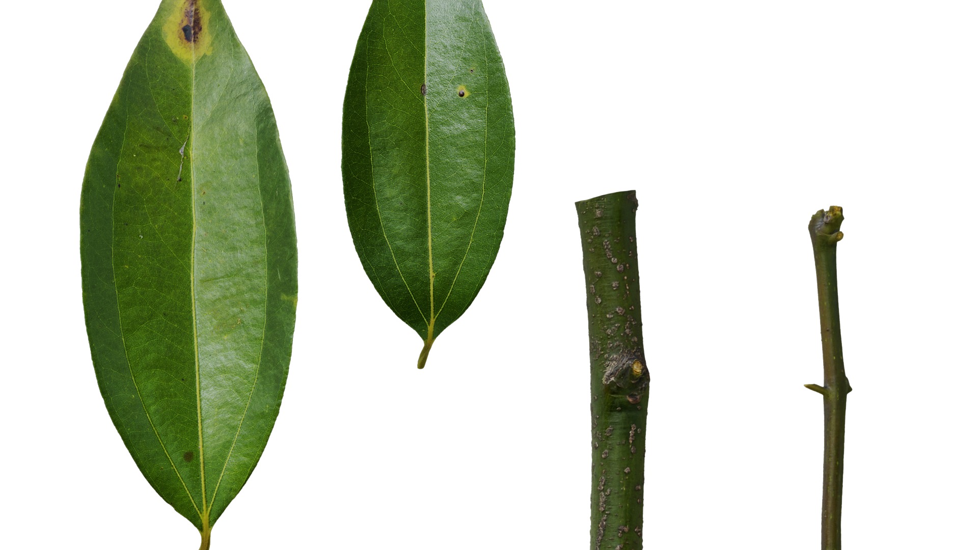 Cinnamomum burmannii Low-poly 3D model_68