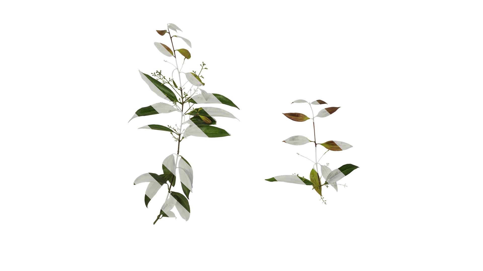 Cinnamomum burmannii Low-poly 3D model_2