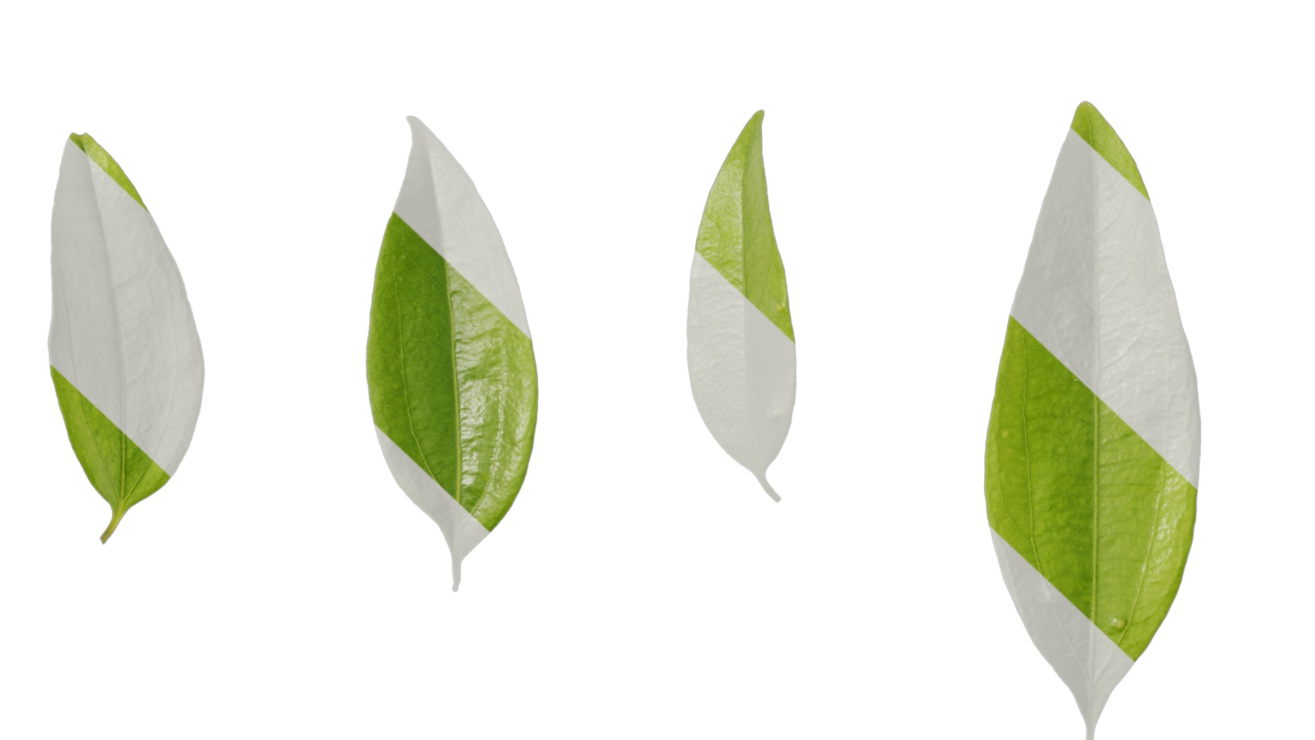 Cinnamomum burmannii Low-poly 3D model_67