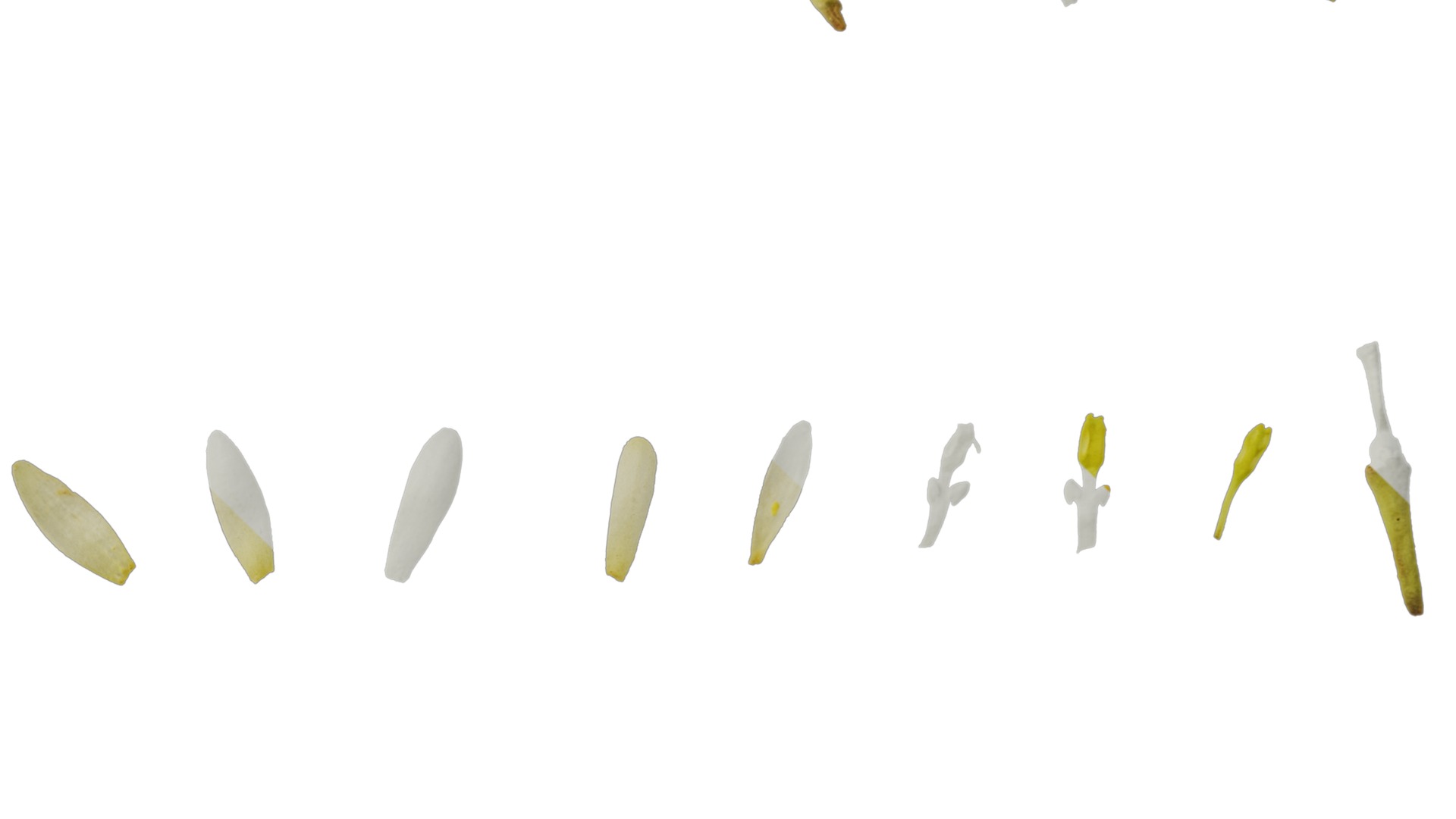 Cinnamomum burmannii Low-poly 3D model_45