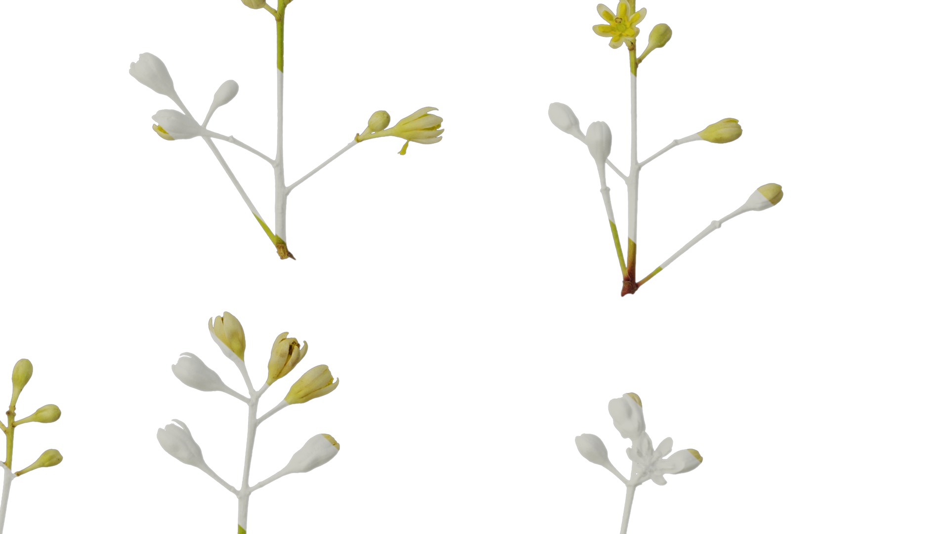 Cinnamomum burmannii Low-poly 3D model_56