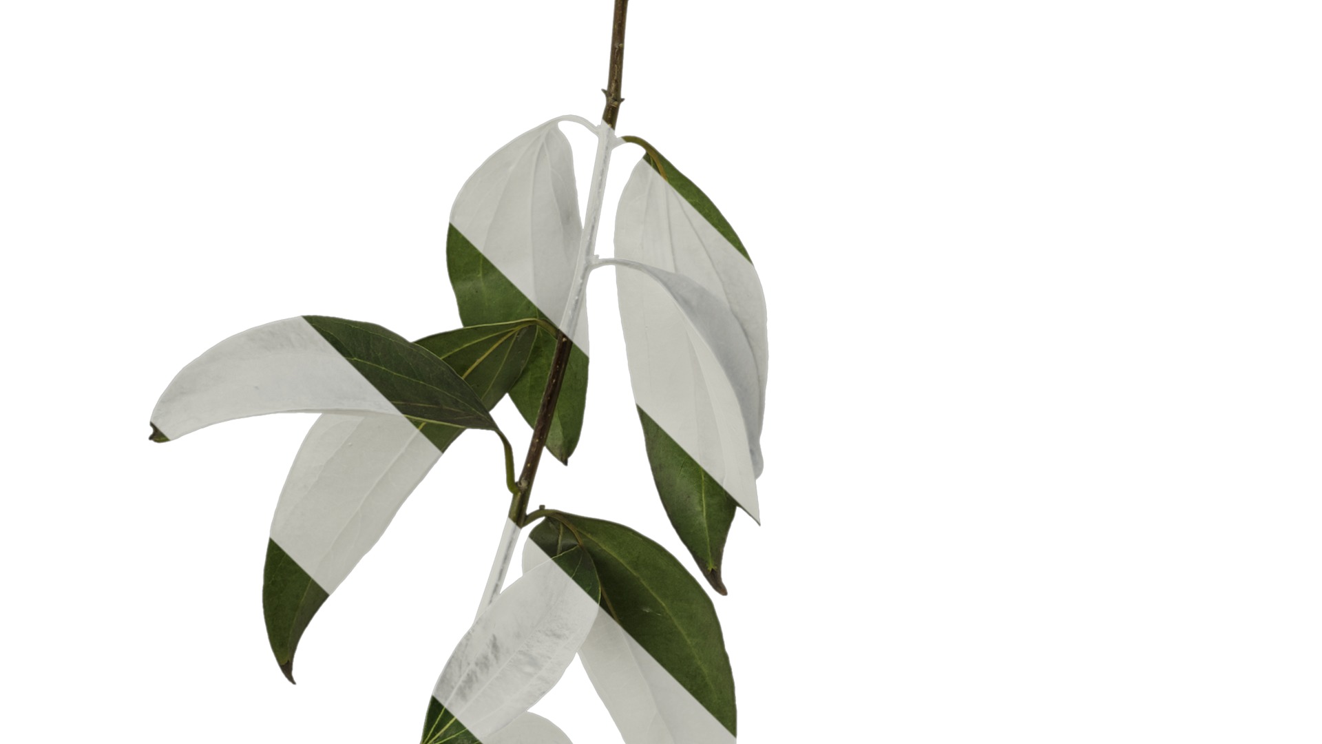 Cinnamomum burmannii Low-poly 3D model_7
