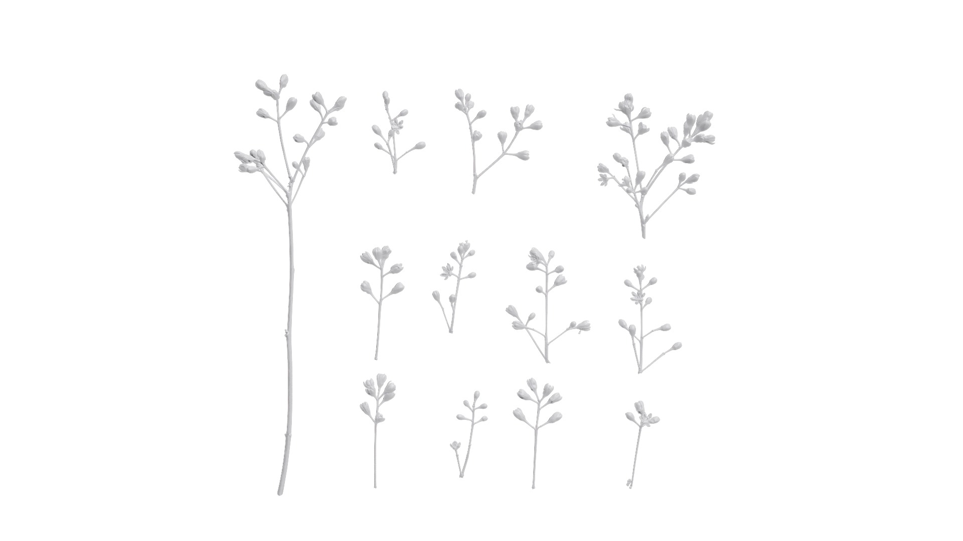 Cinnamomum burmannii Low-poly 3D model_49