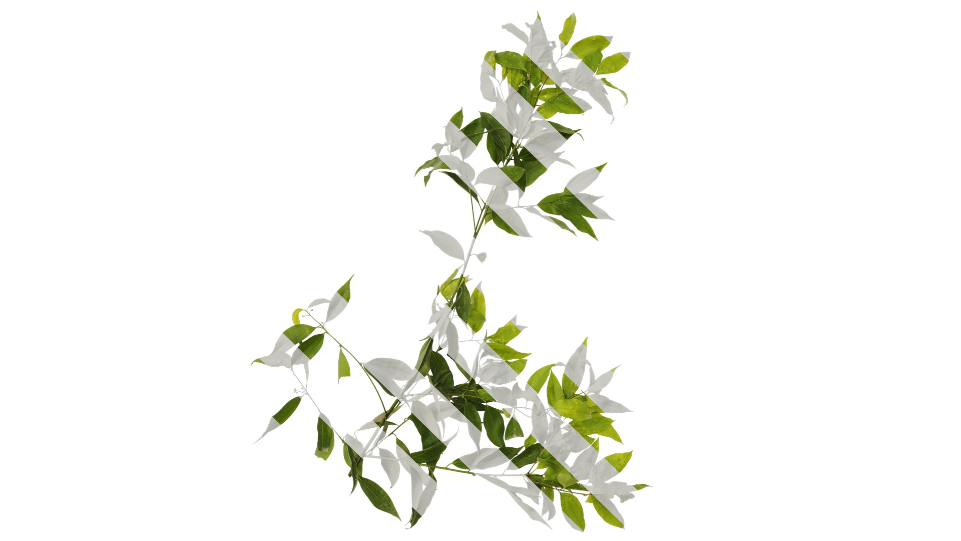 Cinnamomum burmannii Low-poly 3D model_12