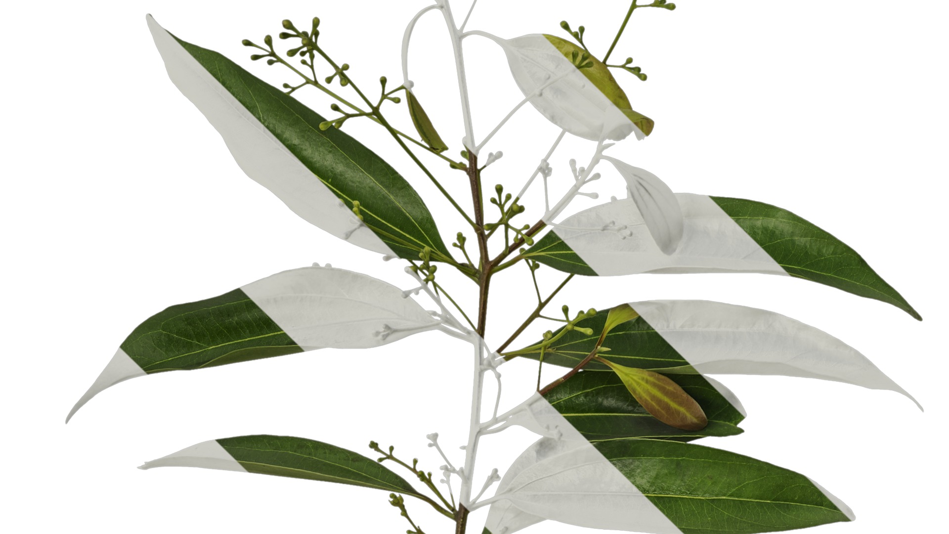 Cinnamomum burmannii Low-poly 3D model_5