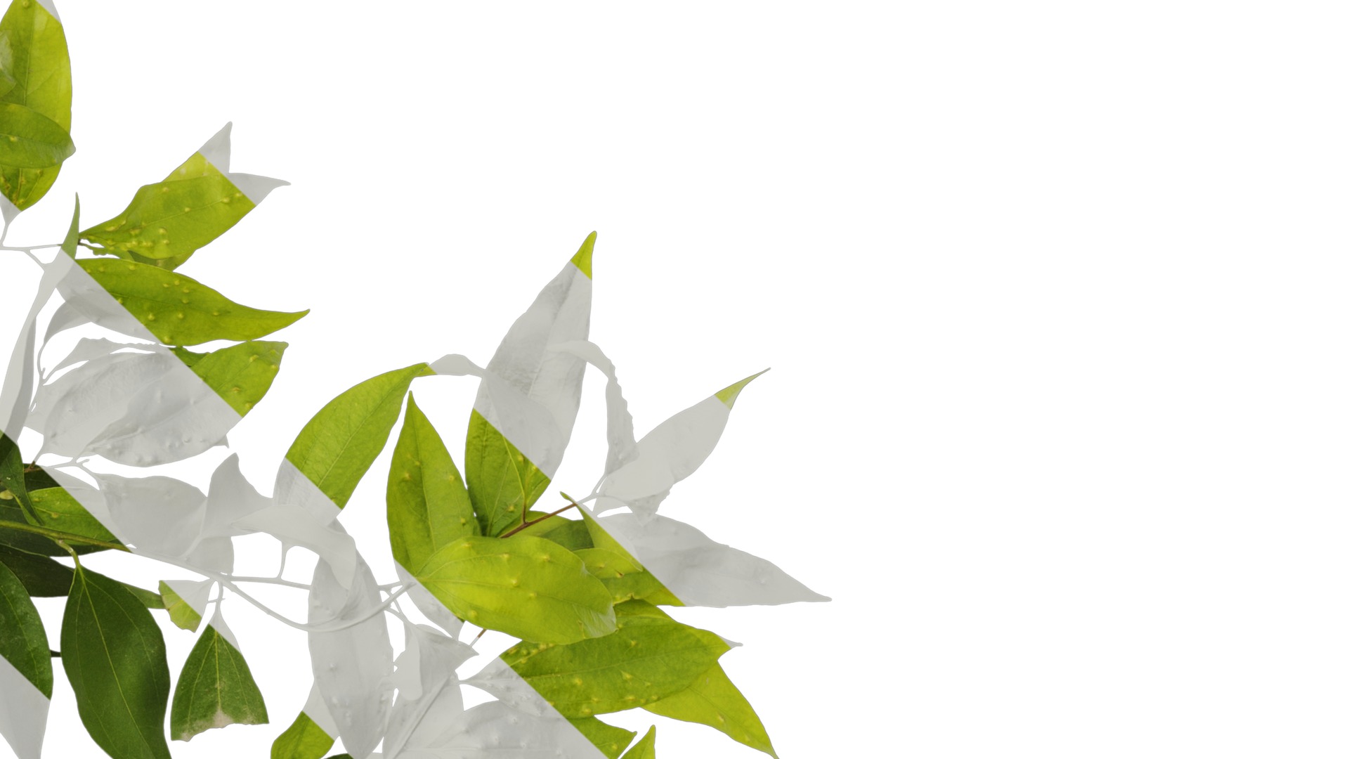 Cinnamomum burmannii Low-poly 3D model_18