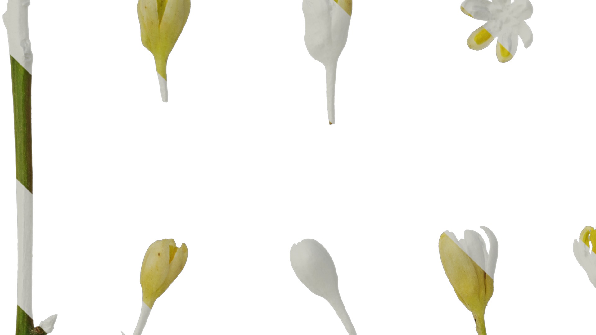 Cinnamomum burmannii Low-poly 3D model_42