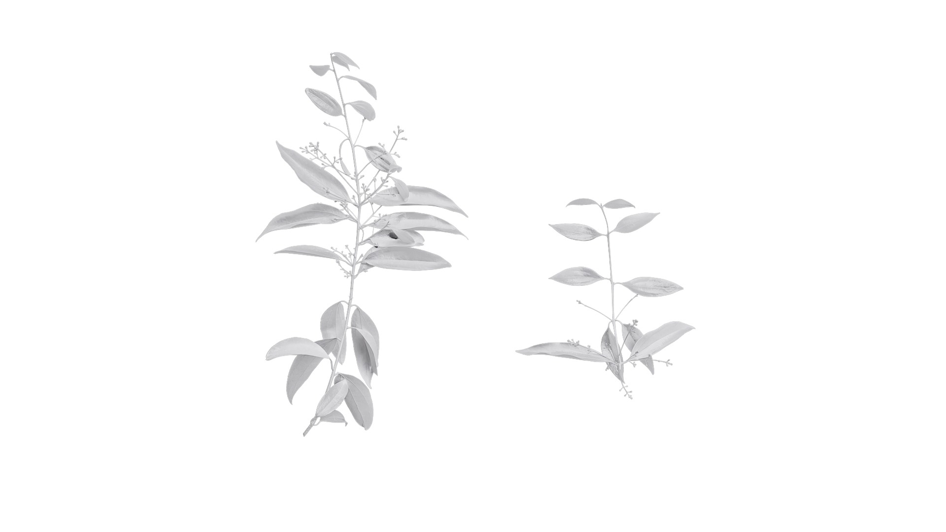 Cinnamomum burmannii Low-poly 3D model_1