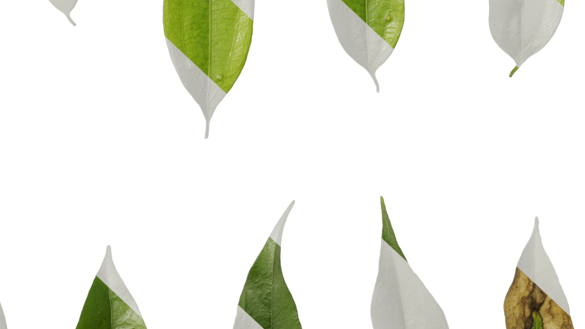 Cinnamomum burmannii Low-poly 3D model_66