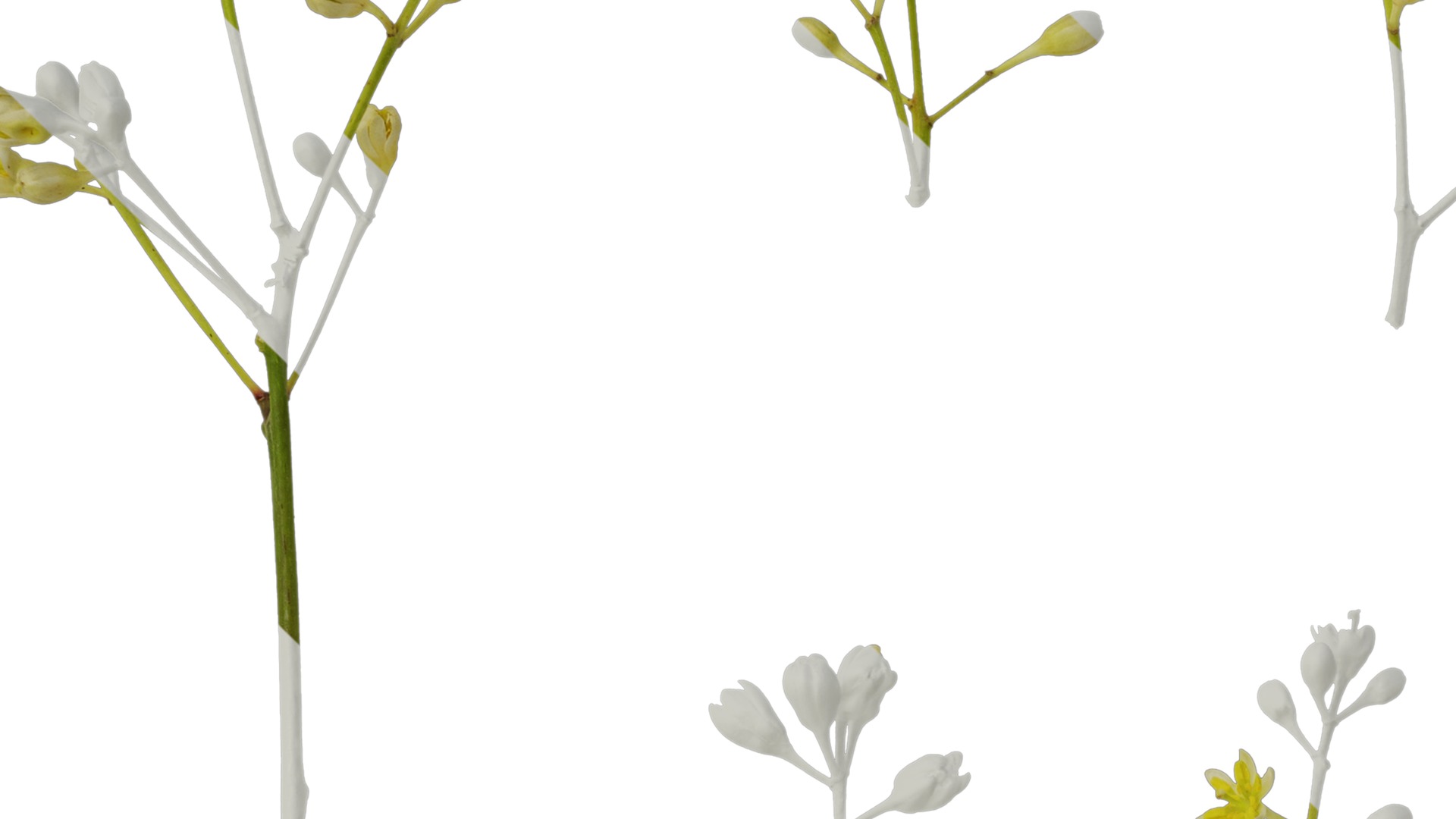 Cinnamomum burmannii Low-poly 3D model_53