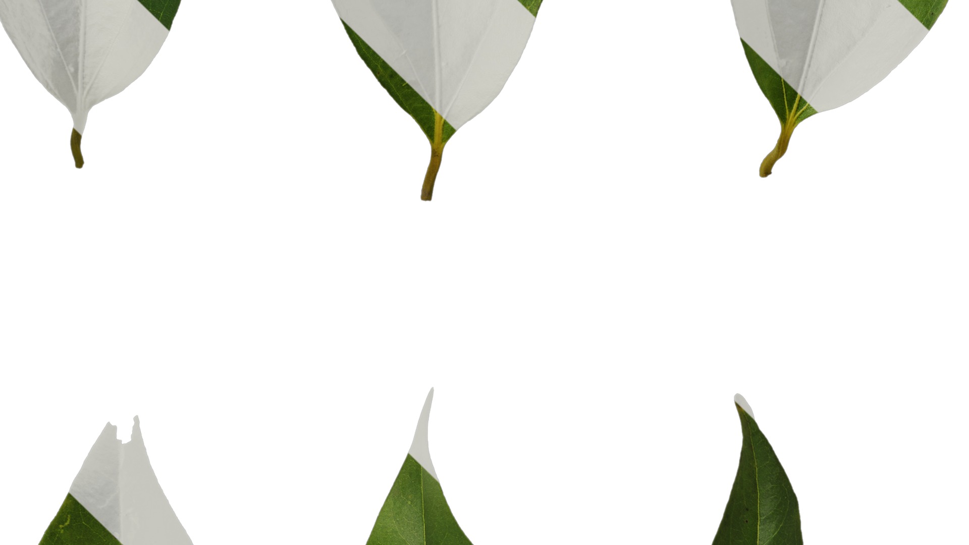 Cinnamomum burmannii Low-poly 3D model_73