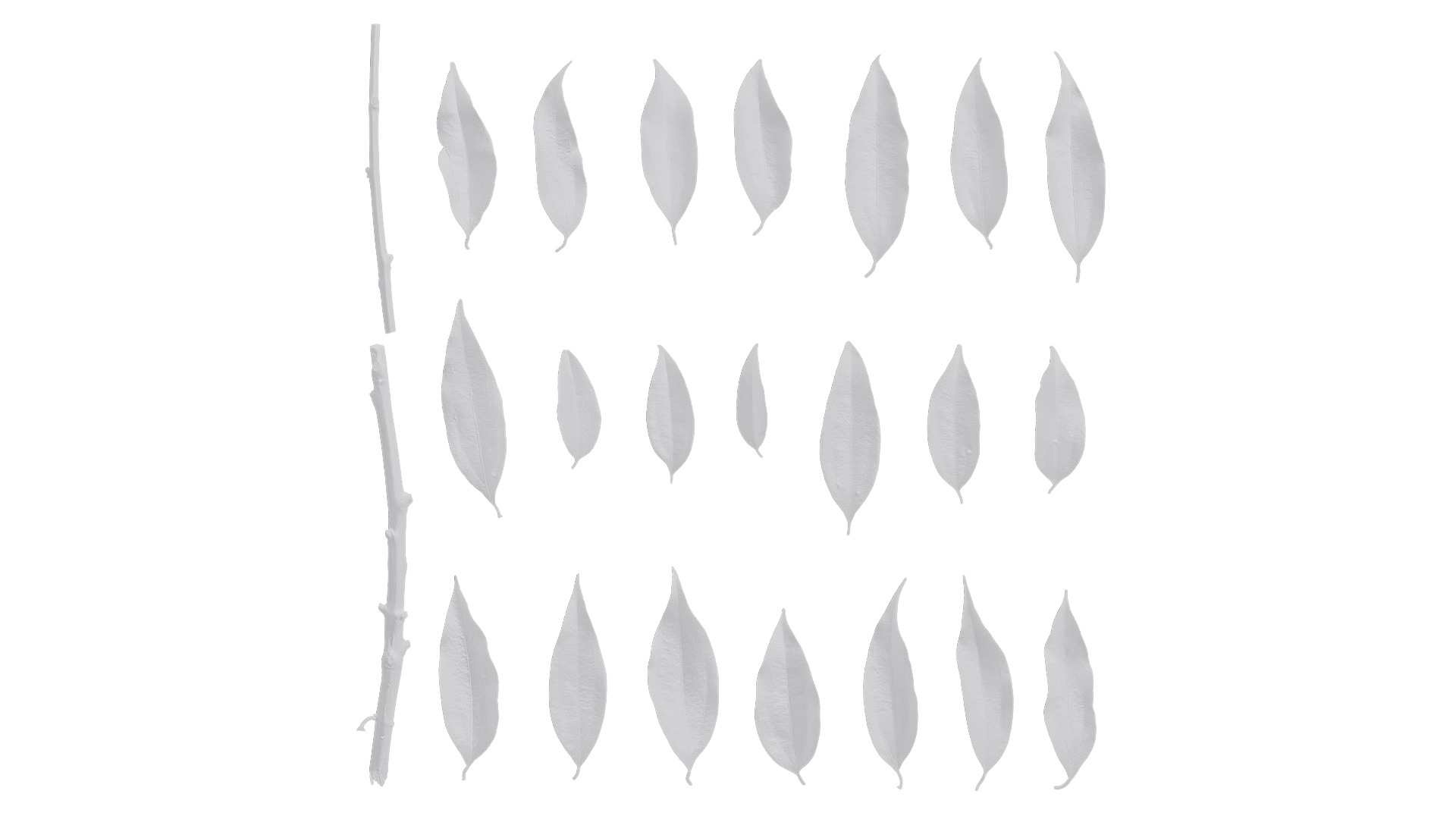 Cinnamomum burmannii Low-poly 3D model_59