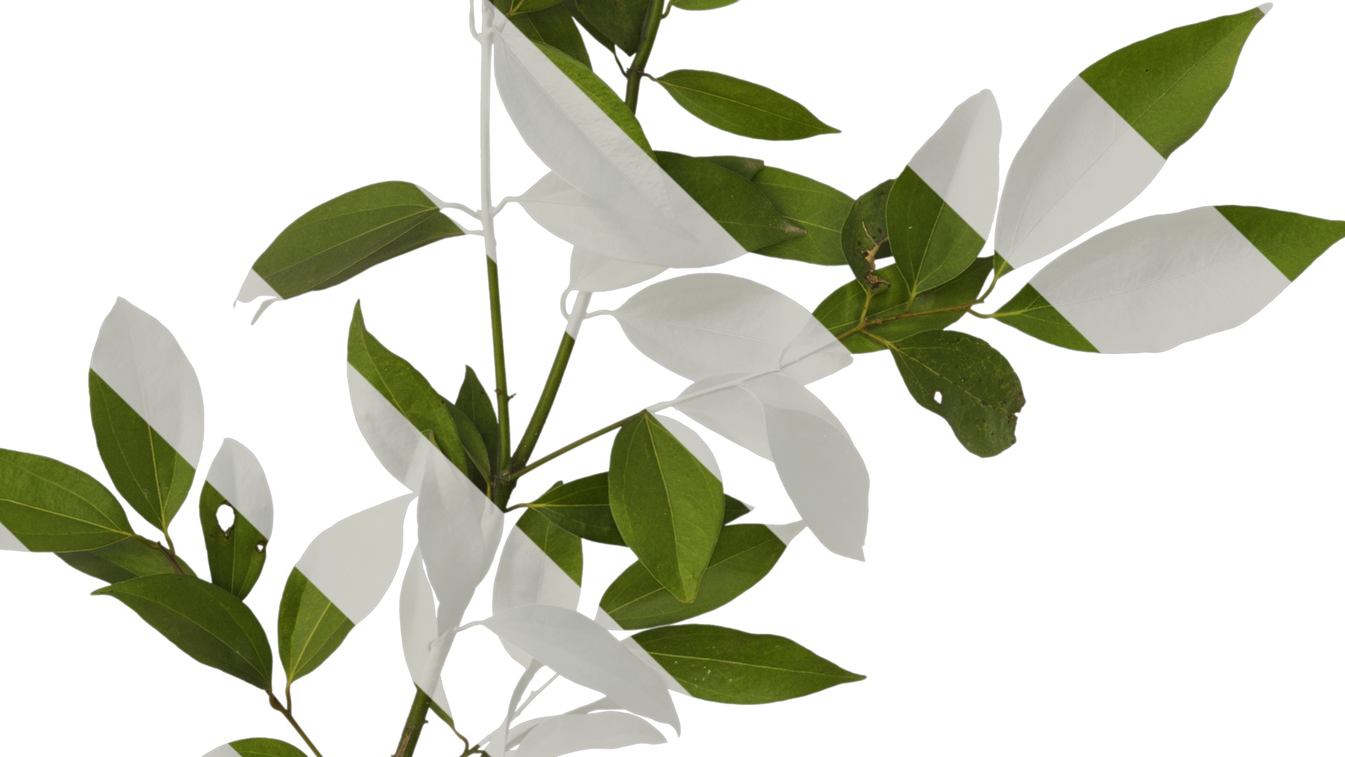 Cinnamomum burmannii Low-poly 3D model_27
