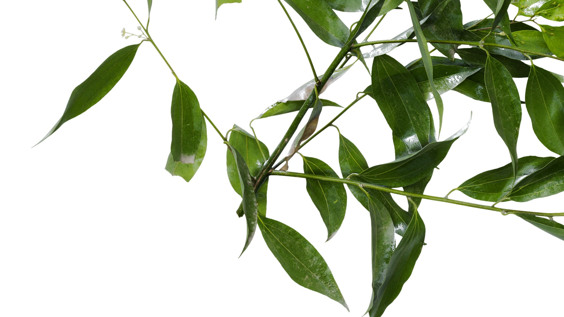 Cinnamomum burmannii Low-poly 3D model_10