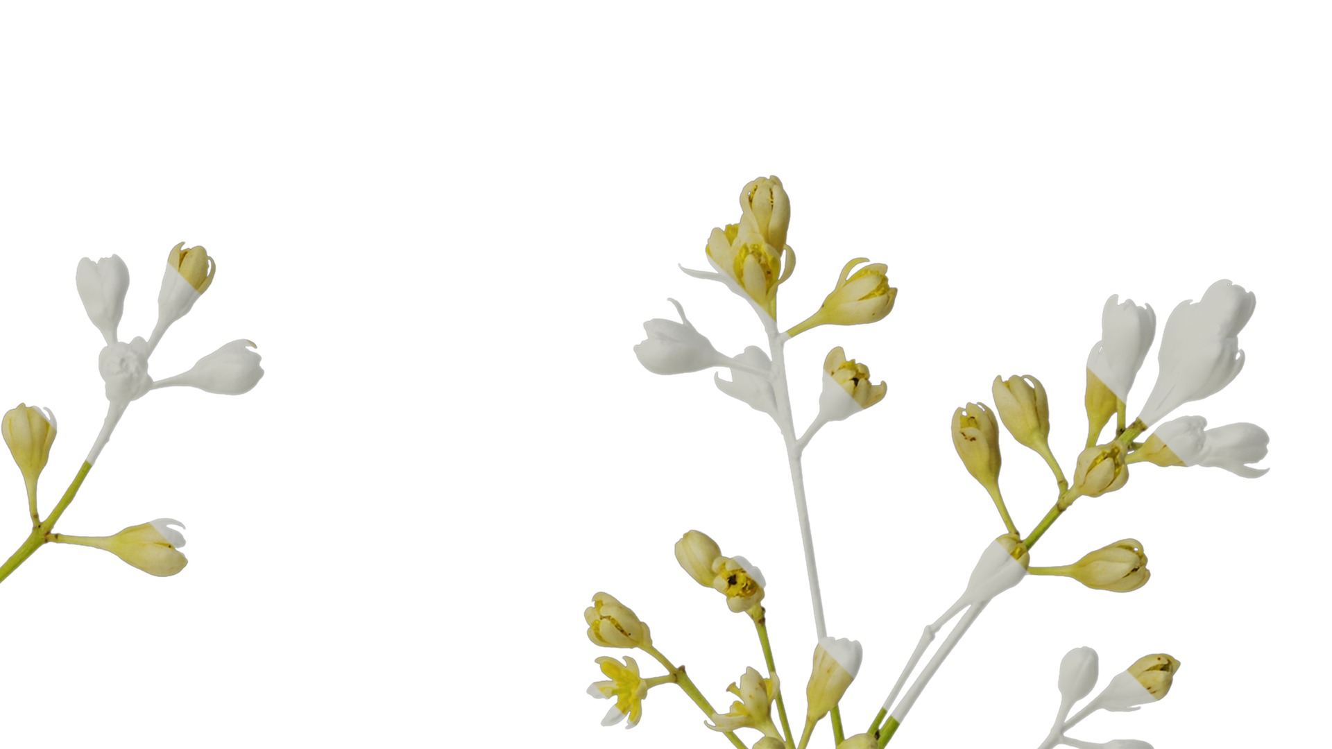 Cinnamomum burmannii Low-poly 3D model_52