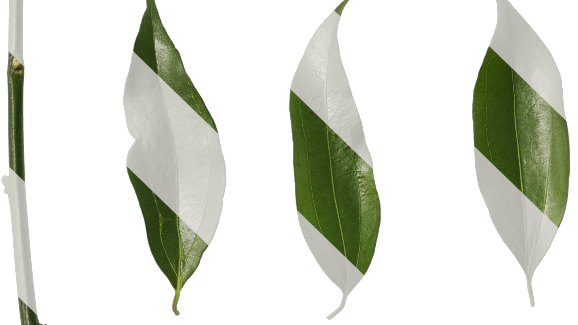 Cinnamomum burmannii Low-poly 3D model_61