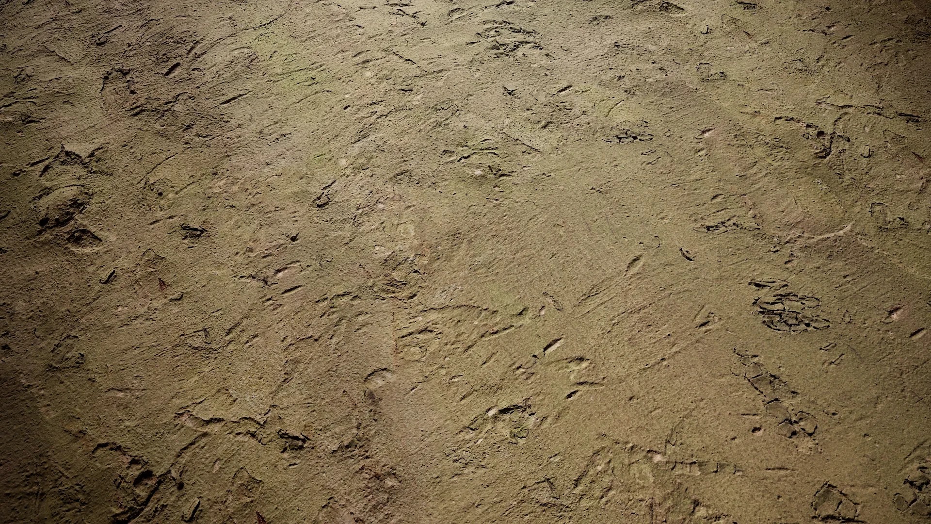 Cinnamomum burmannii Low-poly 3D model_34