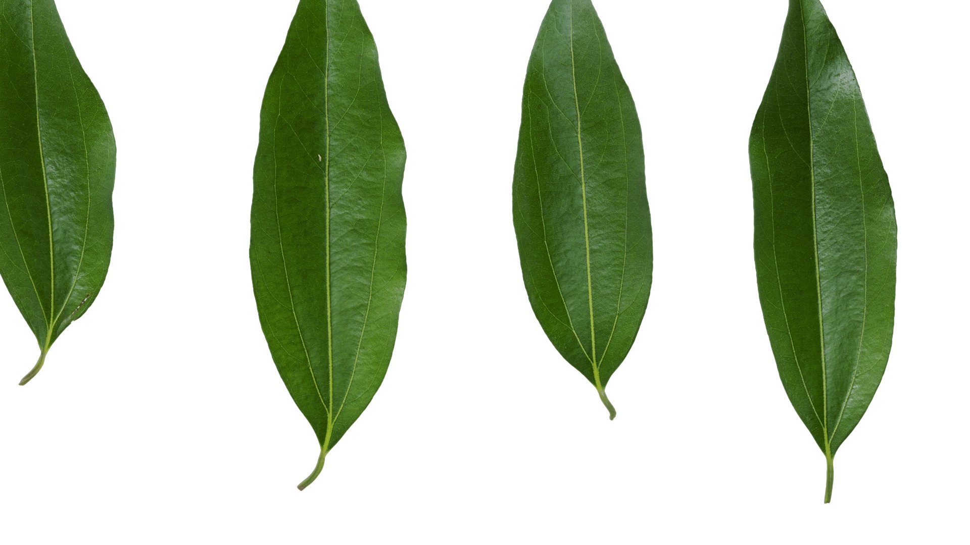 Cinnamomum burmannii Low-poly 3D model_58