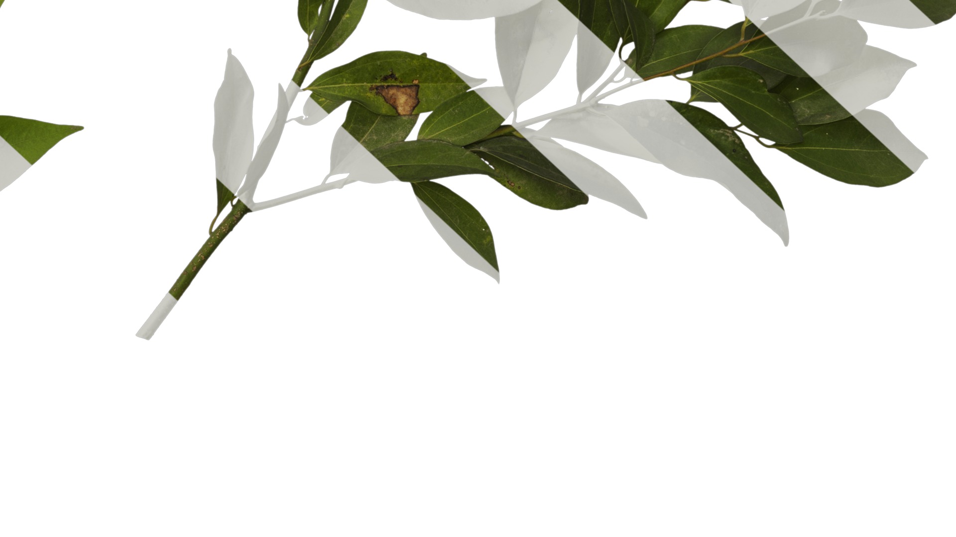Cinnamomum burmannii Low-poly 3D model_28