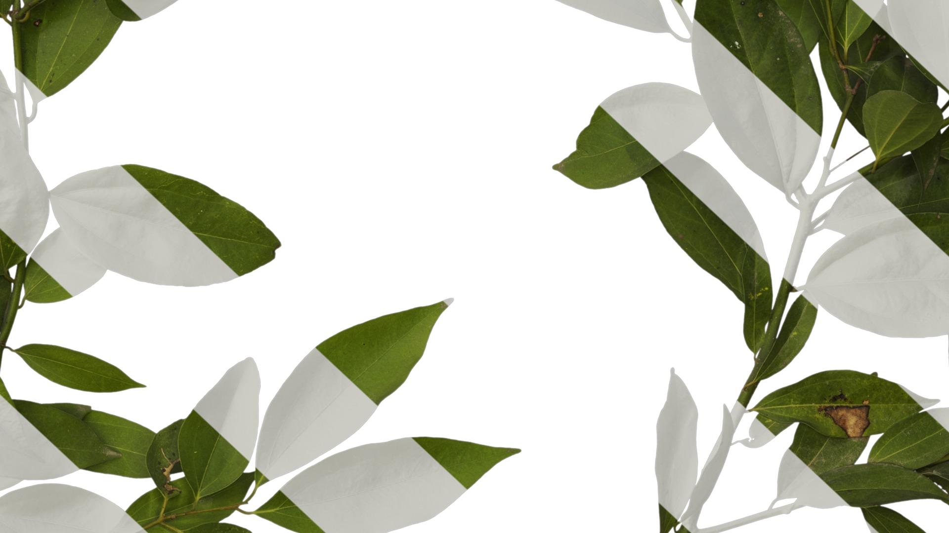 Cinnamomum burmannii Low-poly 3D model_29