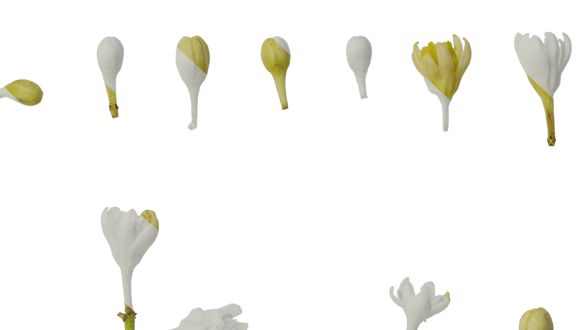 Cinnamomum burmannii Low-poly 3D model_47