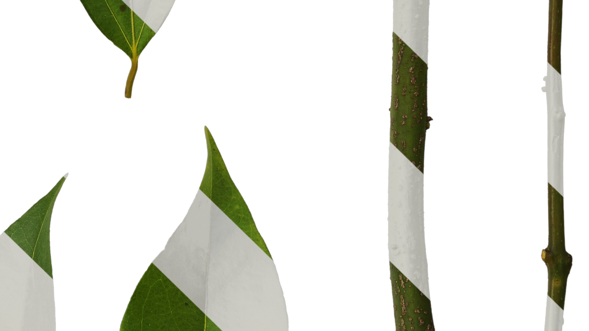 Cinnamomum burmannii Low-poly 3D model_74