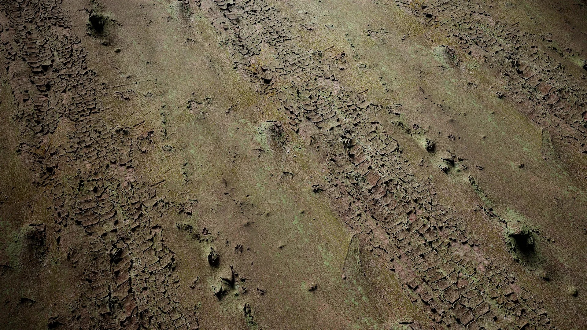 Cinnamomum burmannii Low-poly 3D model_30