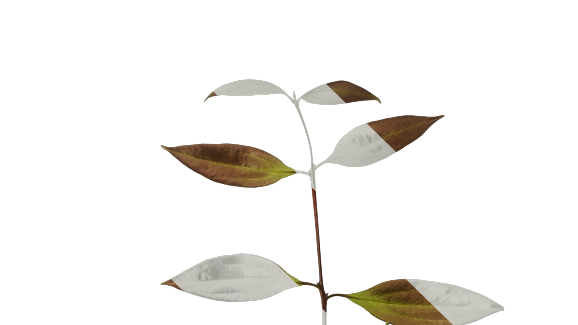 Cinnamomum burmannii Low-poly 3D model_6