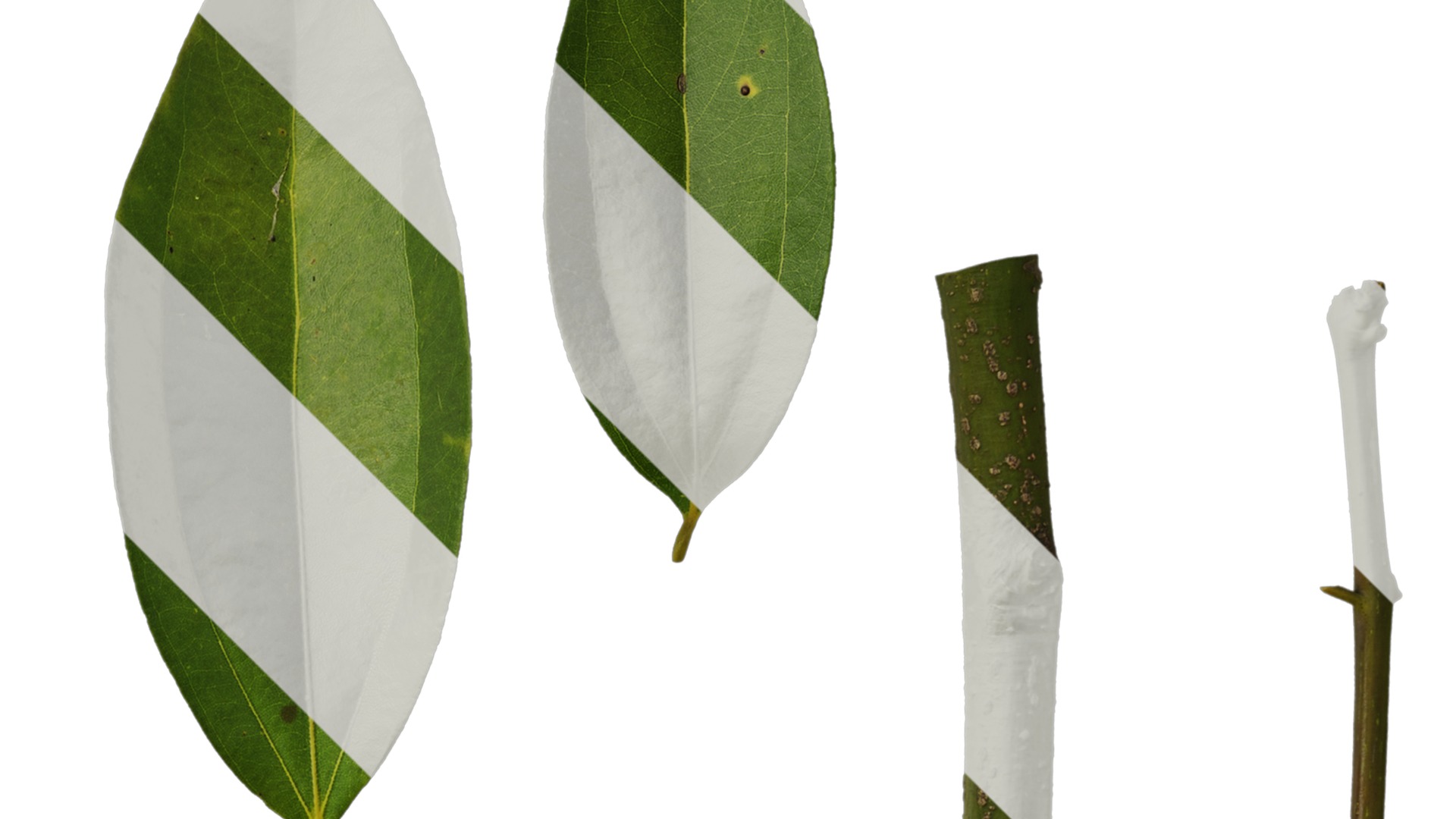 Cinnamomum burmannii Low-poly 3D model_72