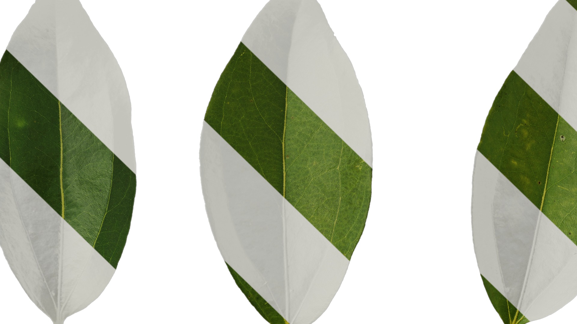 Cinnamomum burmannii Low-poly 3D model_71