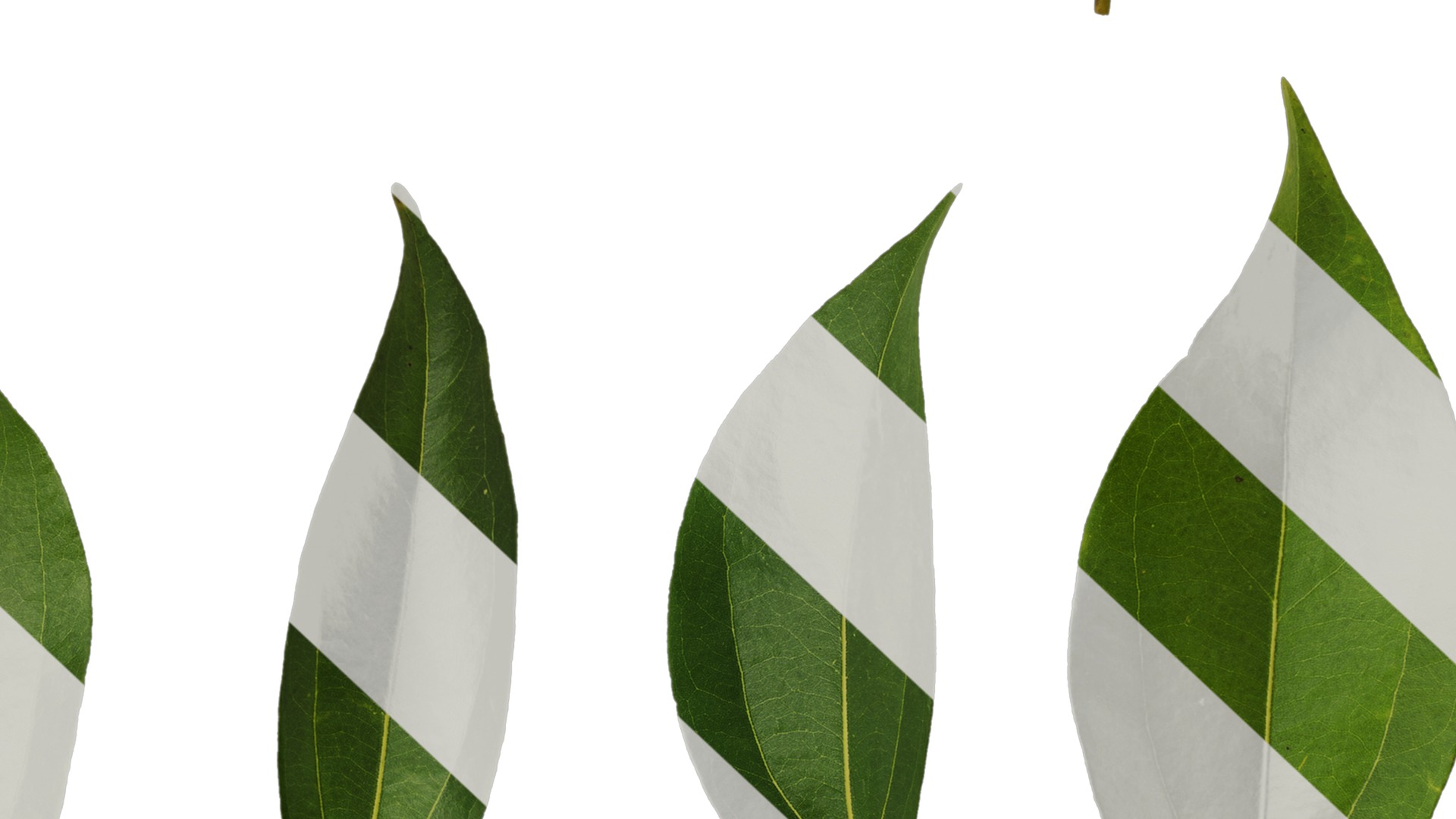 Cinnamomum burmannii Low-poly 3D model_77