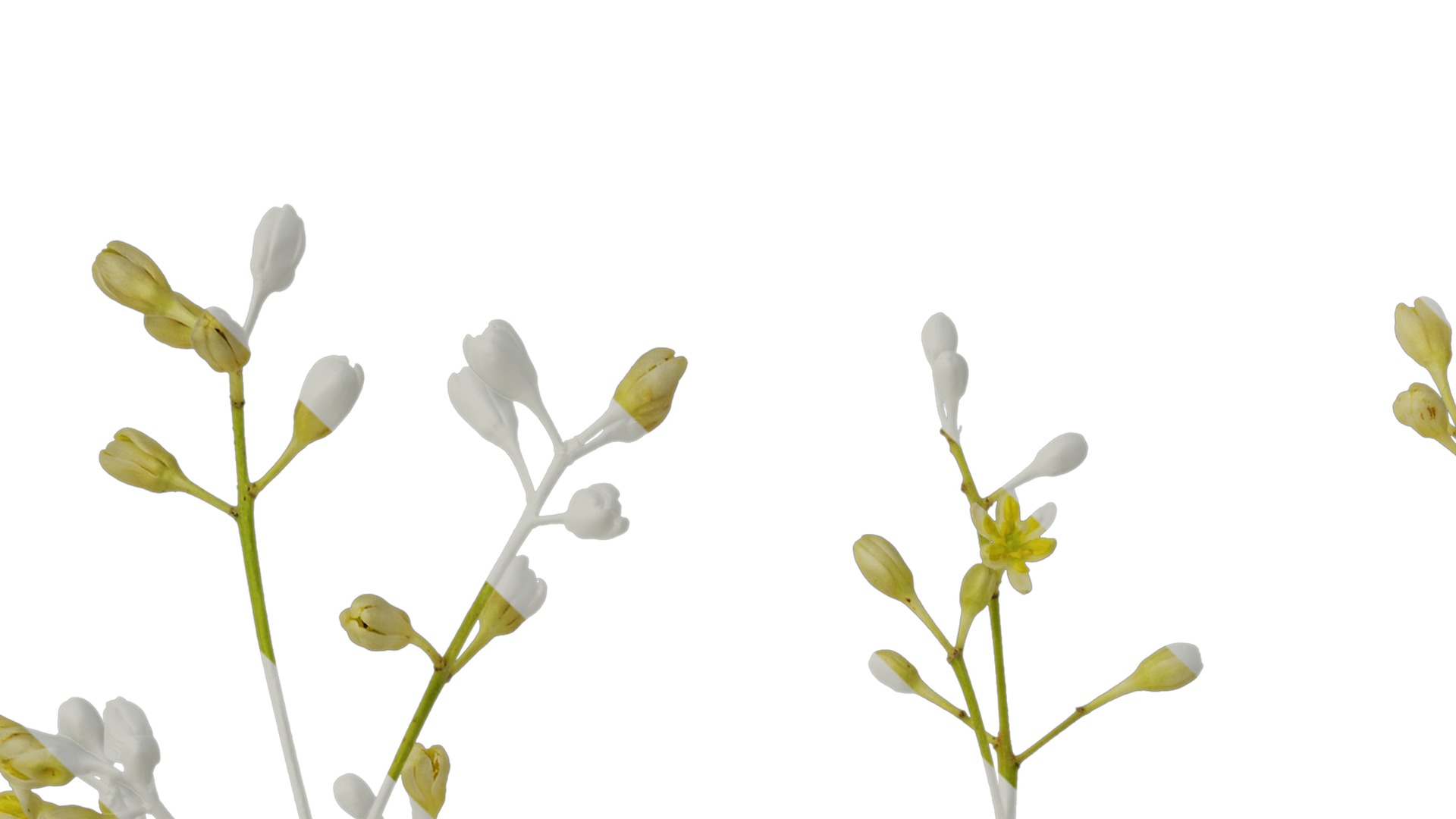 Cinnamomum burmannii Low-poly 3D model_51