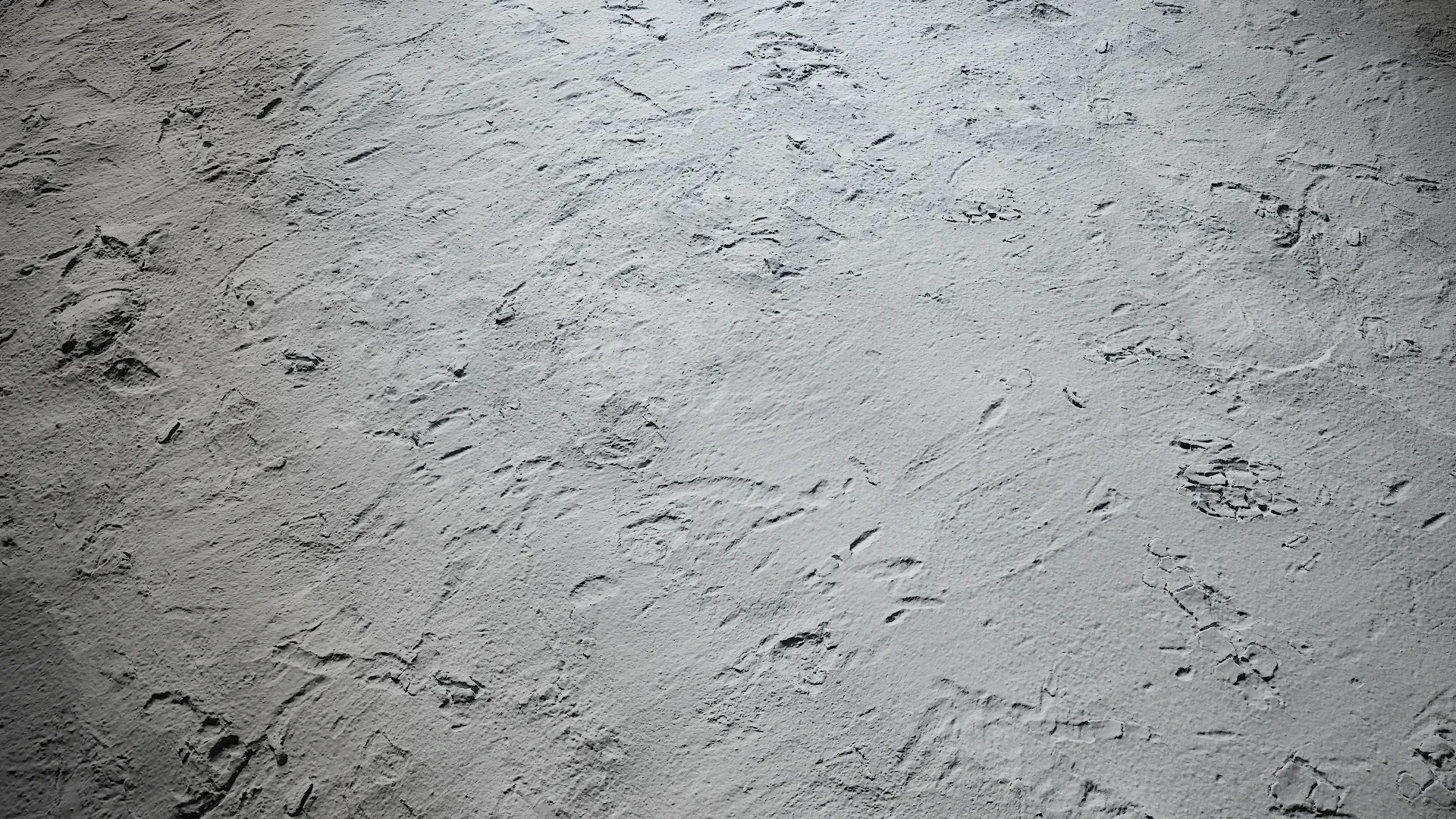 Cinnamomum burmannii Low-poly 3D model_35