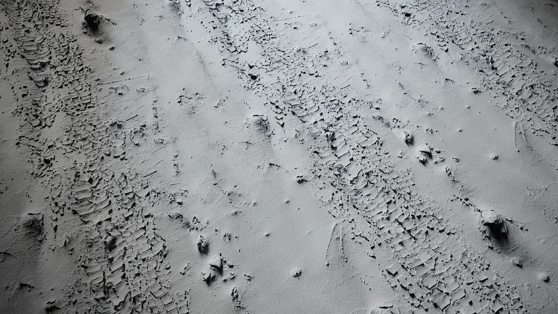 Cinnamomum burmannii Low-poly 3D model_31