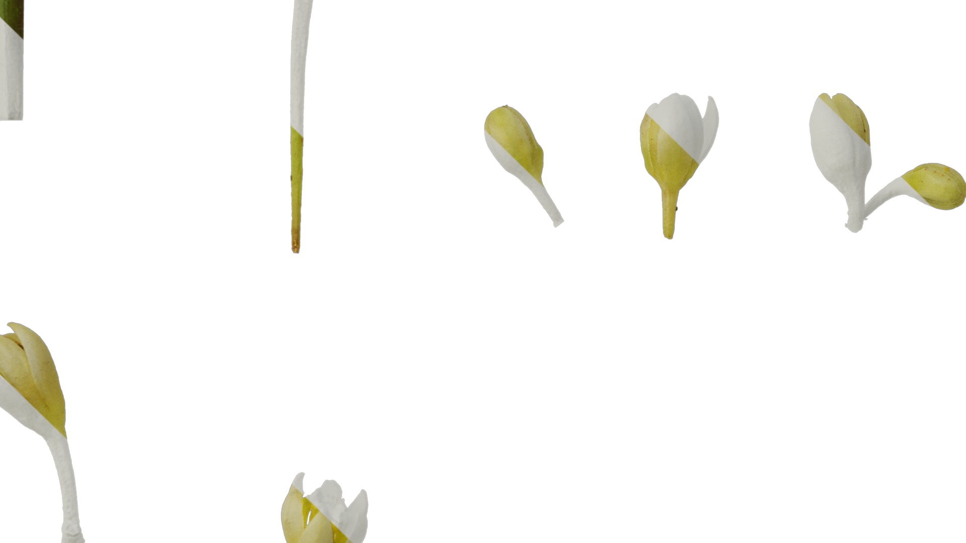 Cinnamomum burmannii Low-poly 3D model_46