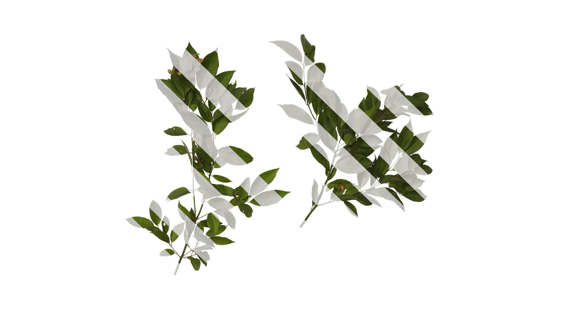 Cinnamomum burmannii Low-poly 3D model_22