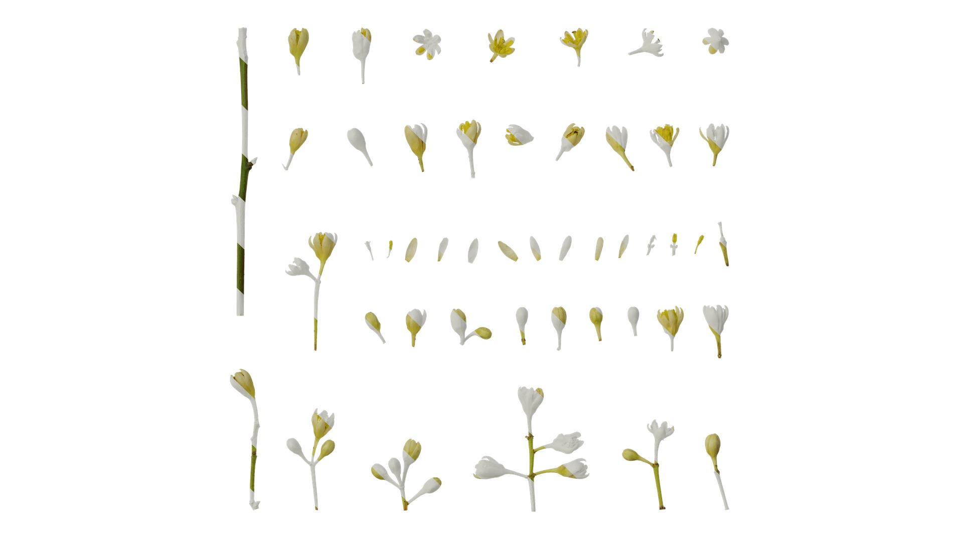 Cinnamomum burmannii Low-poly 3D model_41