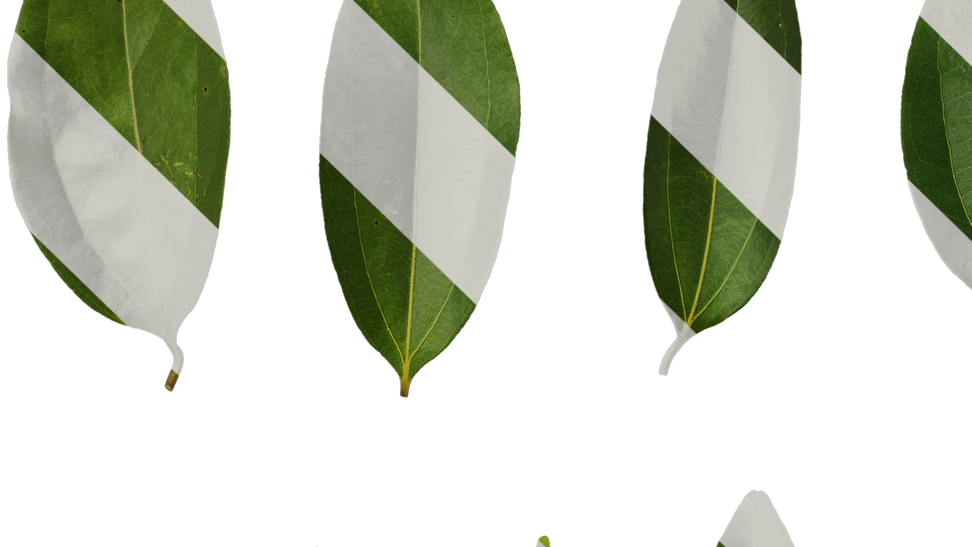 Cinnamomum burmannii Low-poly 3D model_75