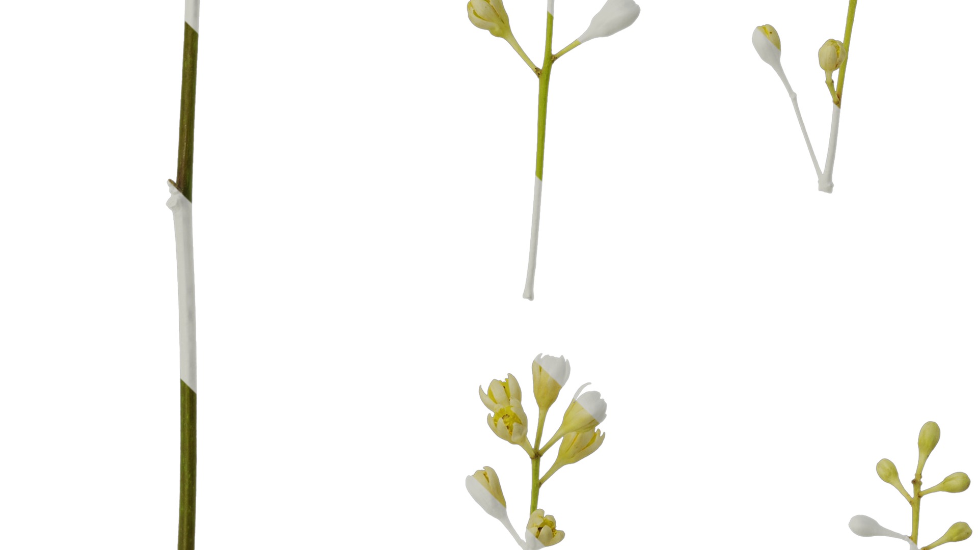 Cinnamomum burmannii Low-poly 3D model_55