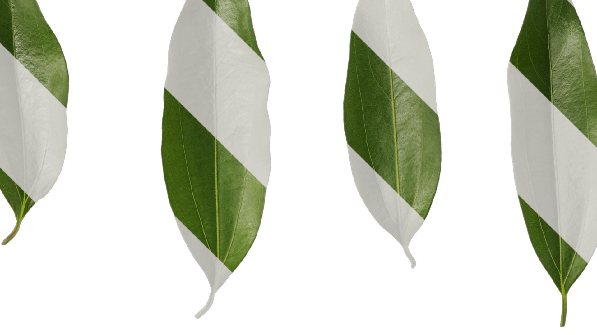 Cinnamomum burmannii Low-poly 3D model_62