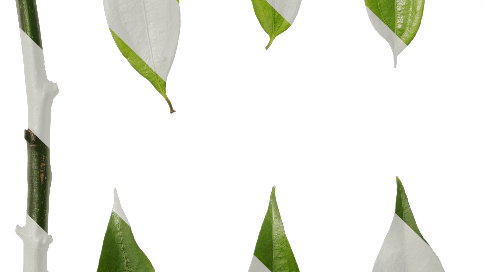 Cinnamomum burmannii Low-poly 3D model_65