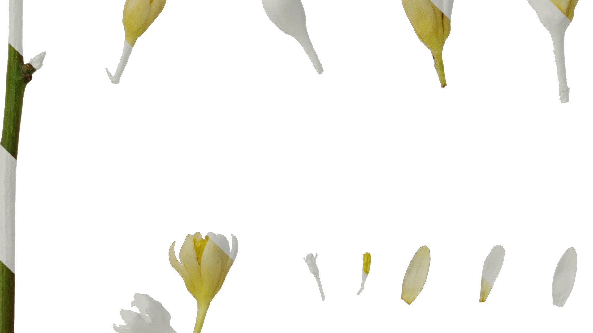 Cinnamomum burmannii Low-poly 3D model_44