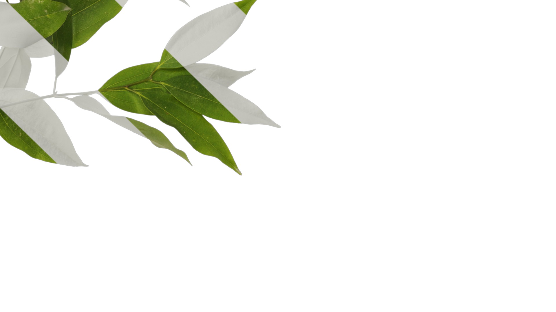 Cinnamomum burmannii Low-poly 3D model_16