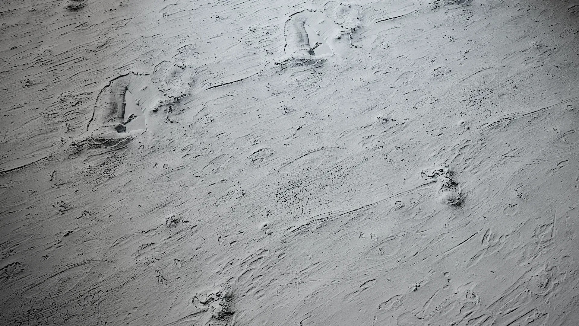 Cinnamomum burmannii Low-poly 3D model_33