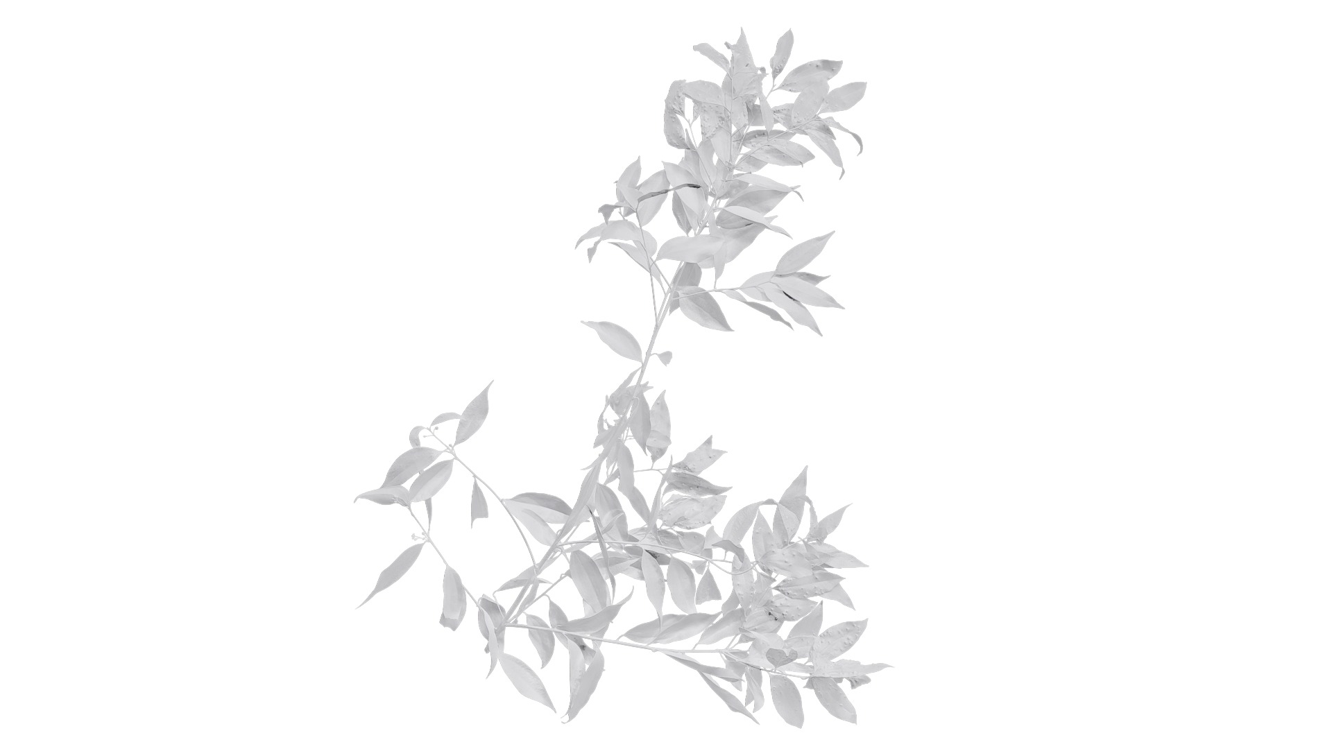 Cinnamomum burmannii Low-poly 3D model_11