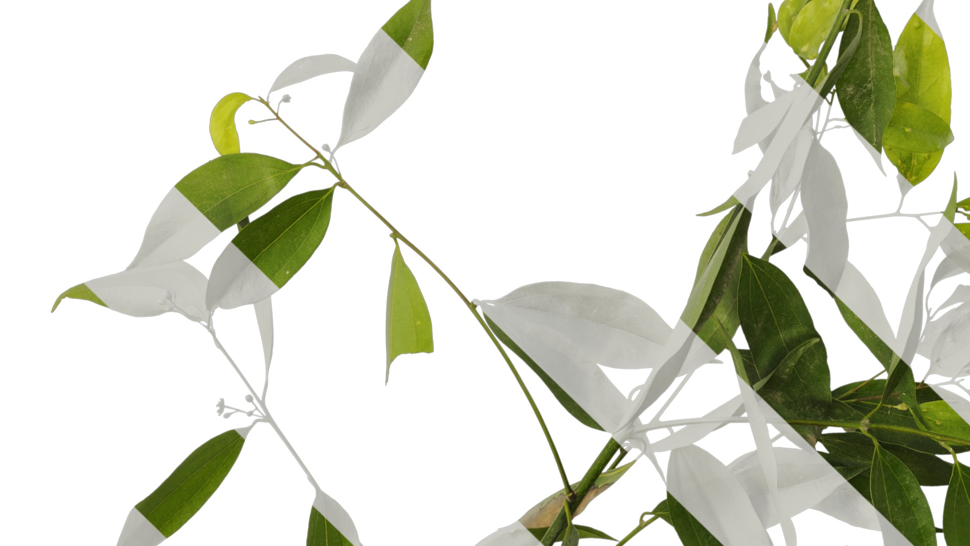 Cinnamomum burmannii Low-poly 3D model_17