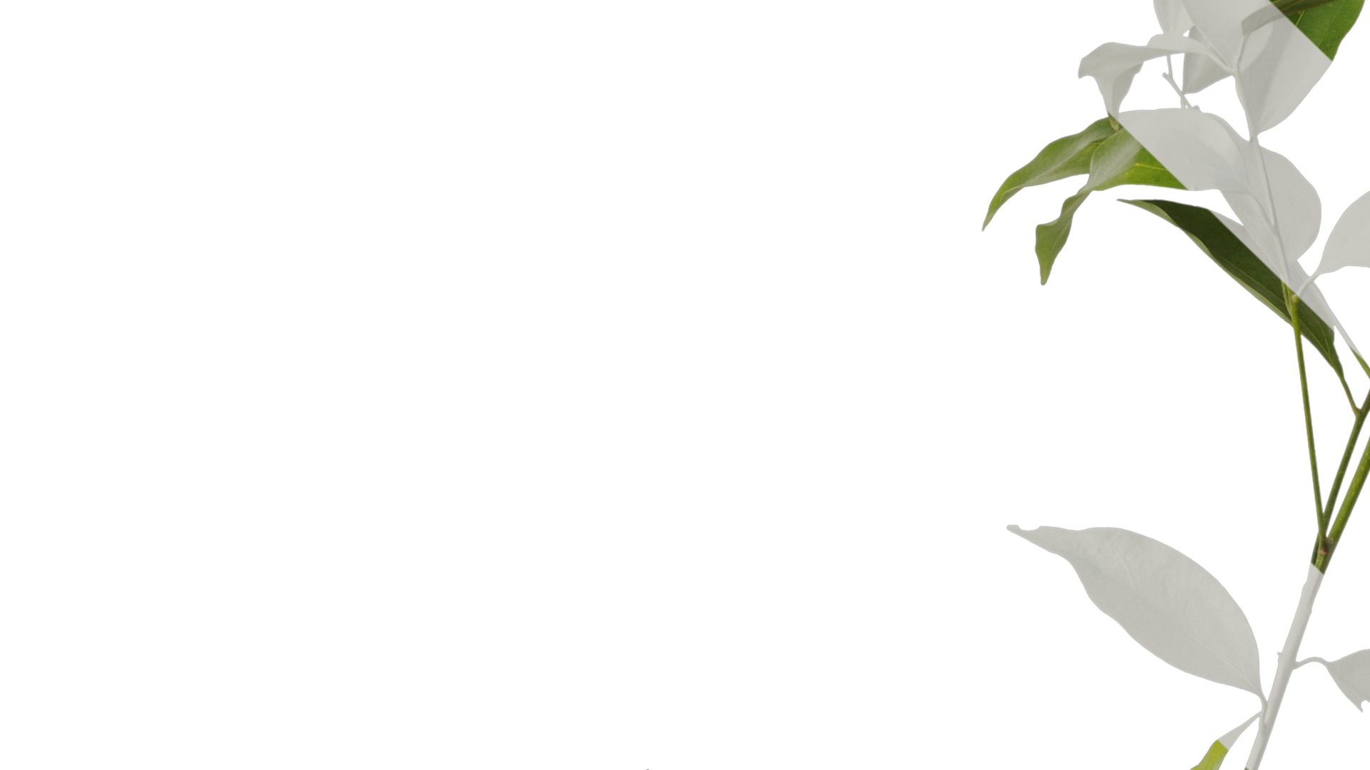 Cinnamomum burmannii Low-poly 3D model_15